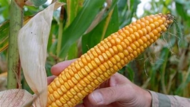 Francia prohíbe el cultivo de maíz transgénico de Monsanto