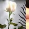 La Rosa de Guadalupe advirtió antes que Cofepris sobre los peligrosos poppers