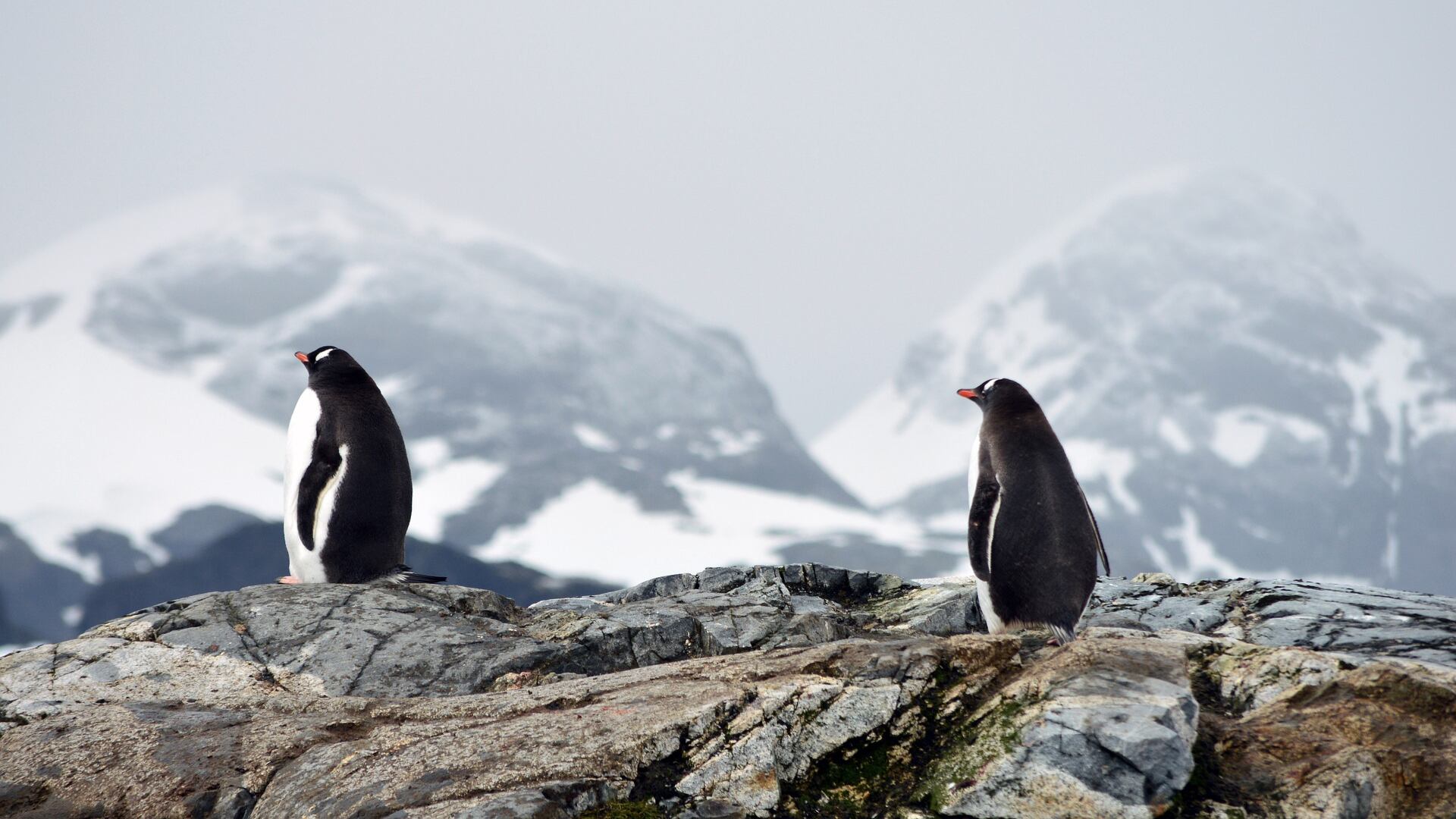 Antártida ofrecerá trabajo contando pingüinos; esto es lo que tienes que saber