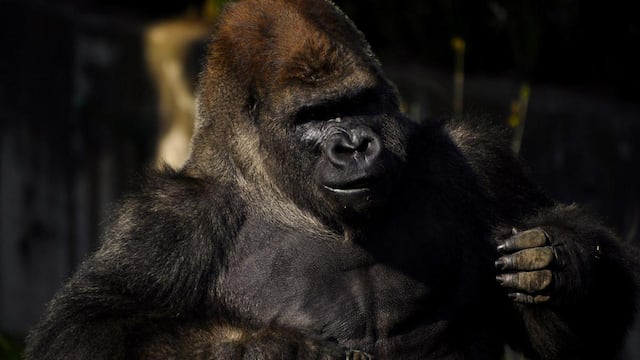 Gorila. Imagen de referencia