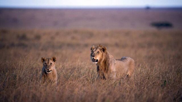 Envenenan a 8 leones en reserva de Kenia