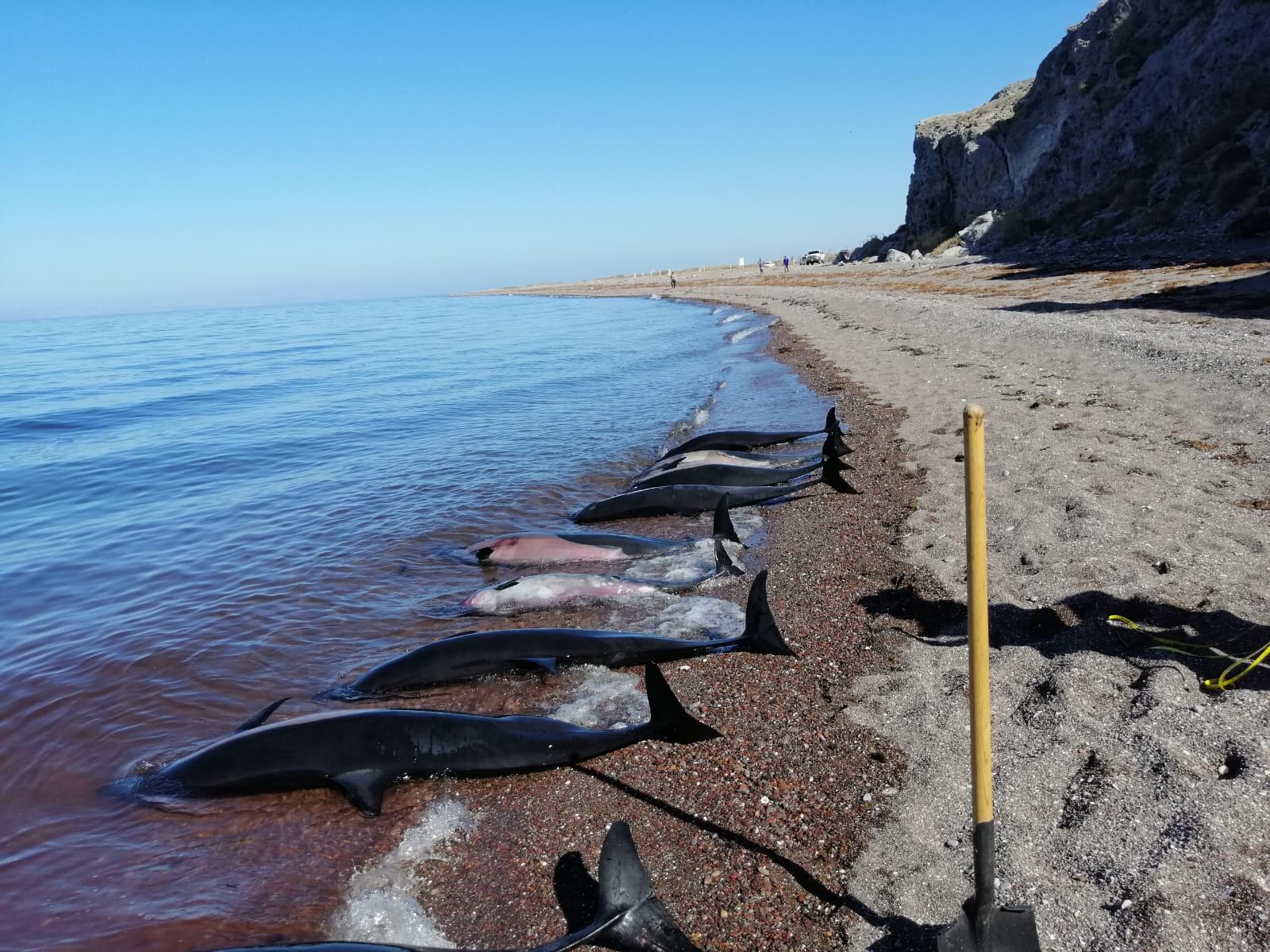 Encuentran 33 delfines muertos varados en La Paz, Baja California Sur
