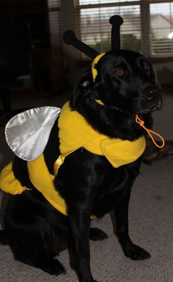 Disfraces de Halloween para perro