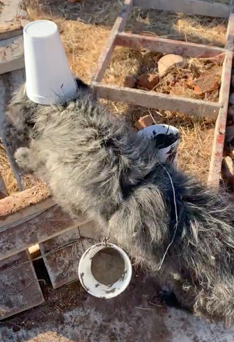 Perrito 'albañil' que lleva cemento