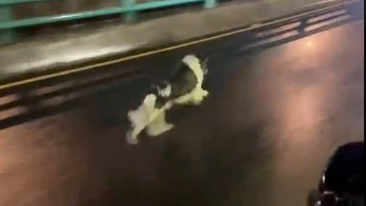 Captan a perro en segundo piso del Periférico; C5 interviene