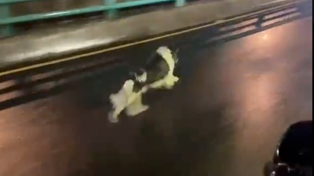 Captan a perro corriéndo por el segundo piso del periférico