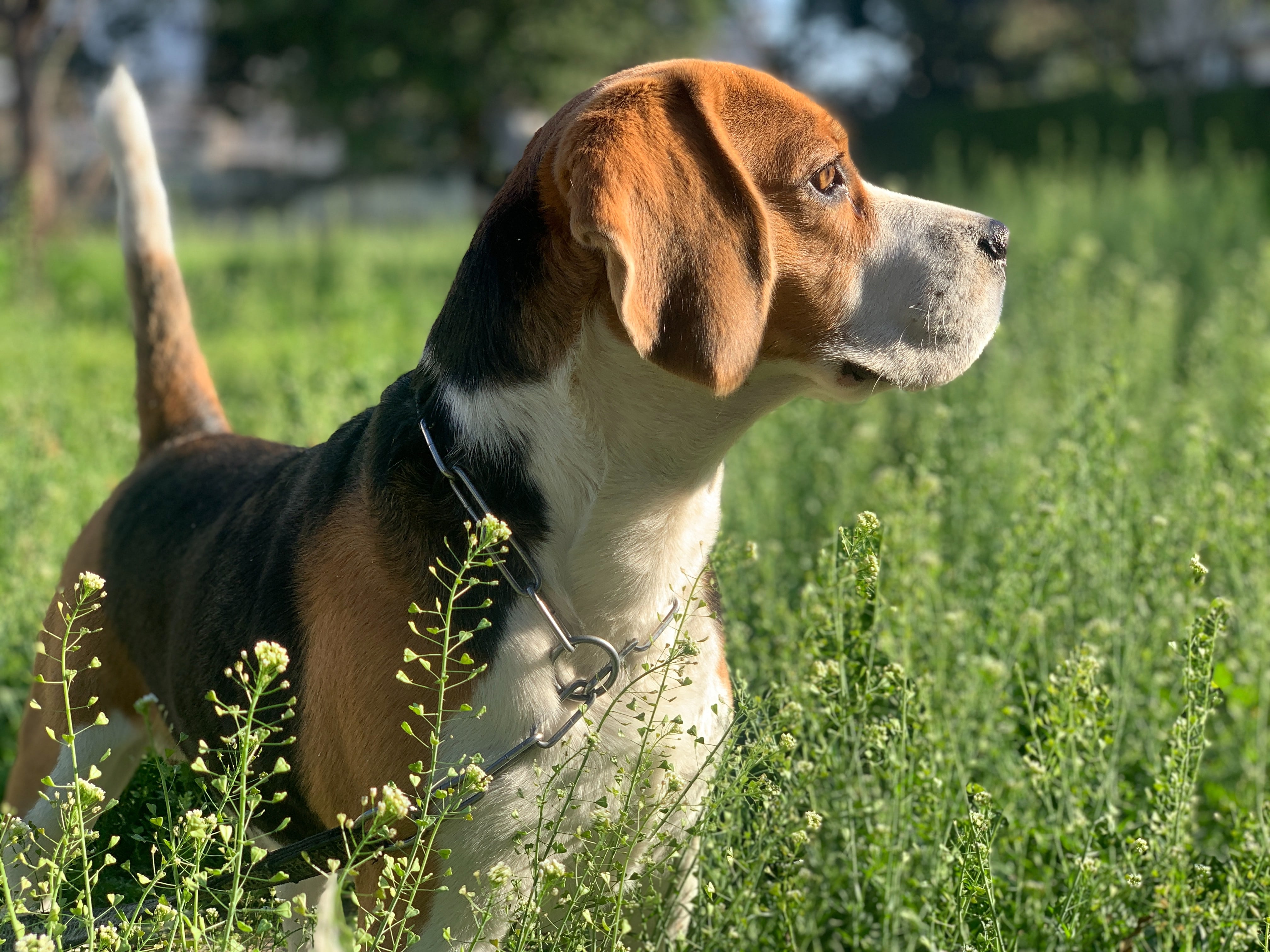 Snoopy es un perro de raza Beagle
