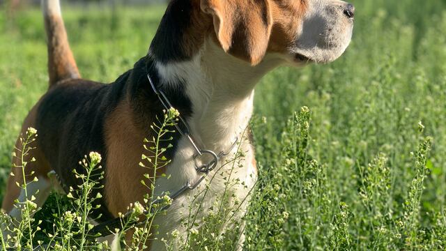 Snoopy es un perro de raza Beagle