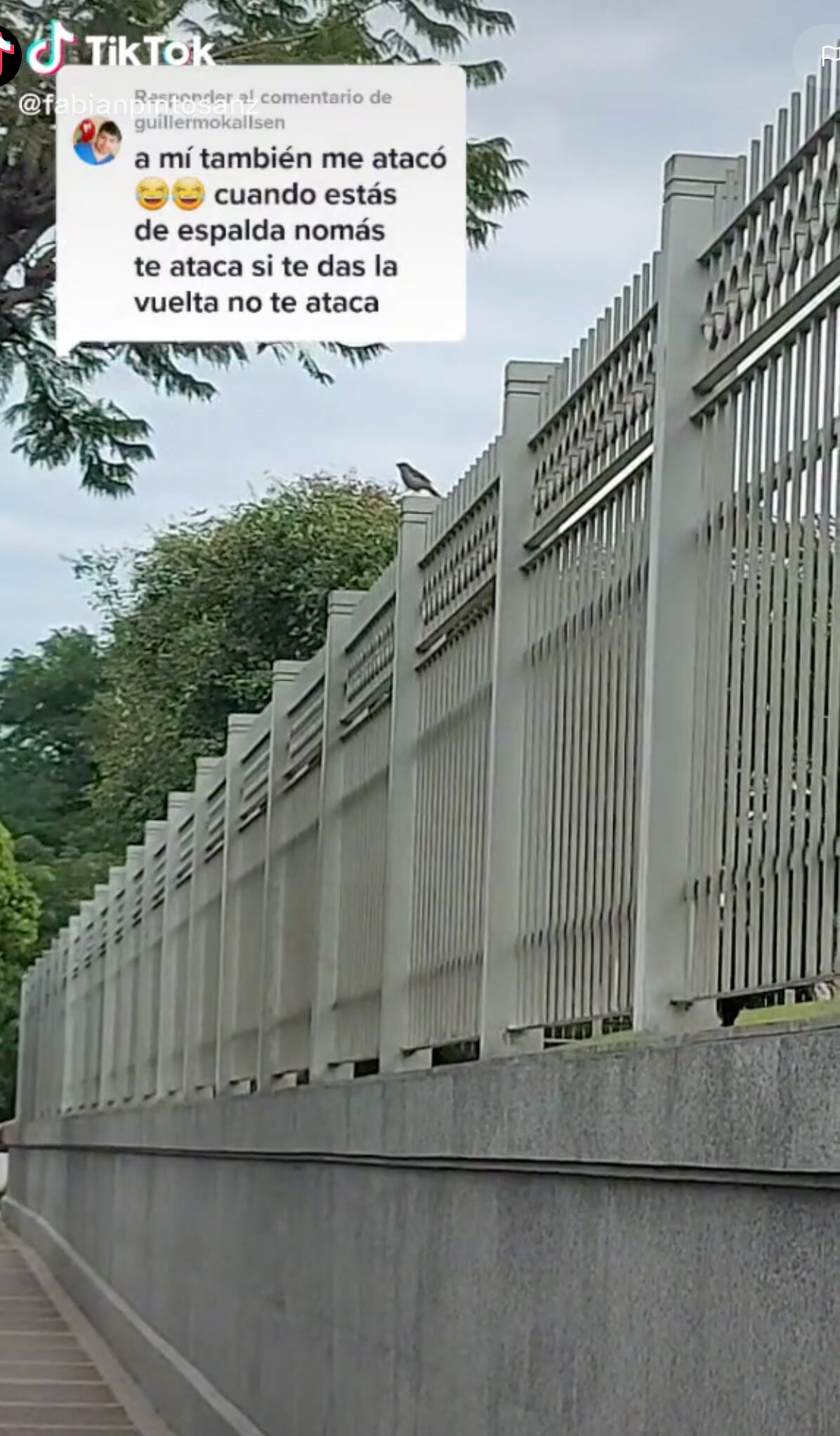 VIDEO: ¿Personal? Pájaro lo ataca siempre que pasa y lo demuestra en TikTok