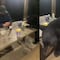 VIDEO: oso se roba comida de cabaña en Monterrey donde comían padre e hijo