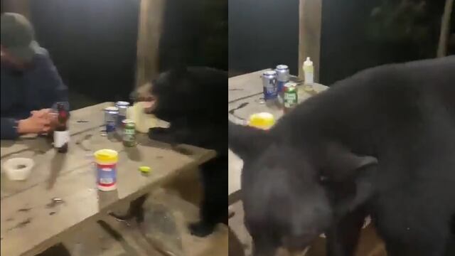 Un oso se roba comida de cabaña en Monterrey donde comían padre e hijo