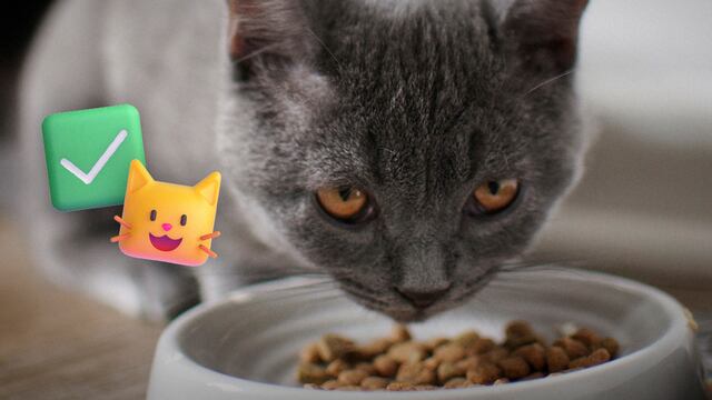 Las mejores marcas de alimento para gatos según Profeco