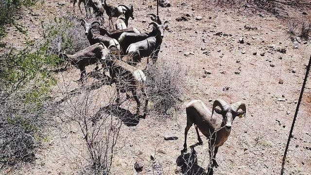 Borregos cimarrones a punto de ser liberados.