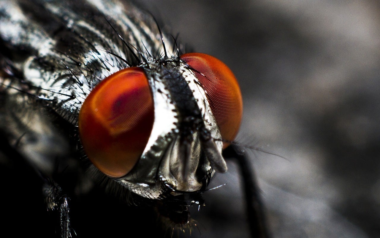Acercamiento a la cabeza de una mosca