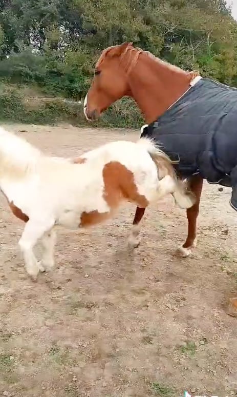 Pony se pone celoso y patea a caballo