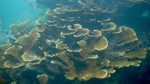 Arrecifes de Cozumel están amenazados por enfermedad que provoca muerte de corales.