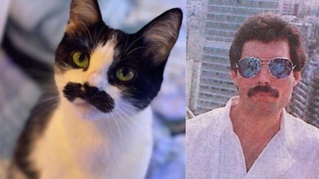 Gata se parece a Freddie Mercury