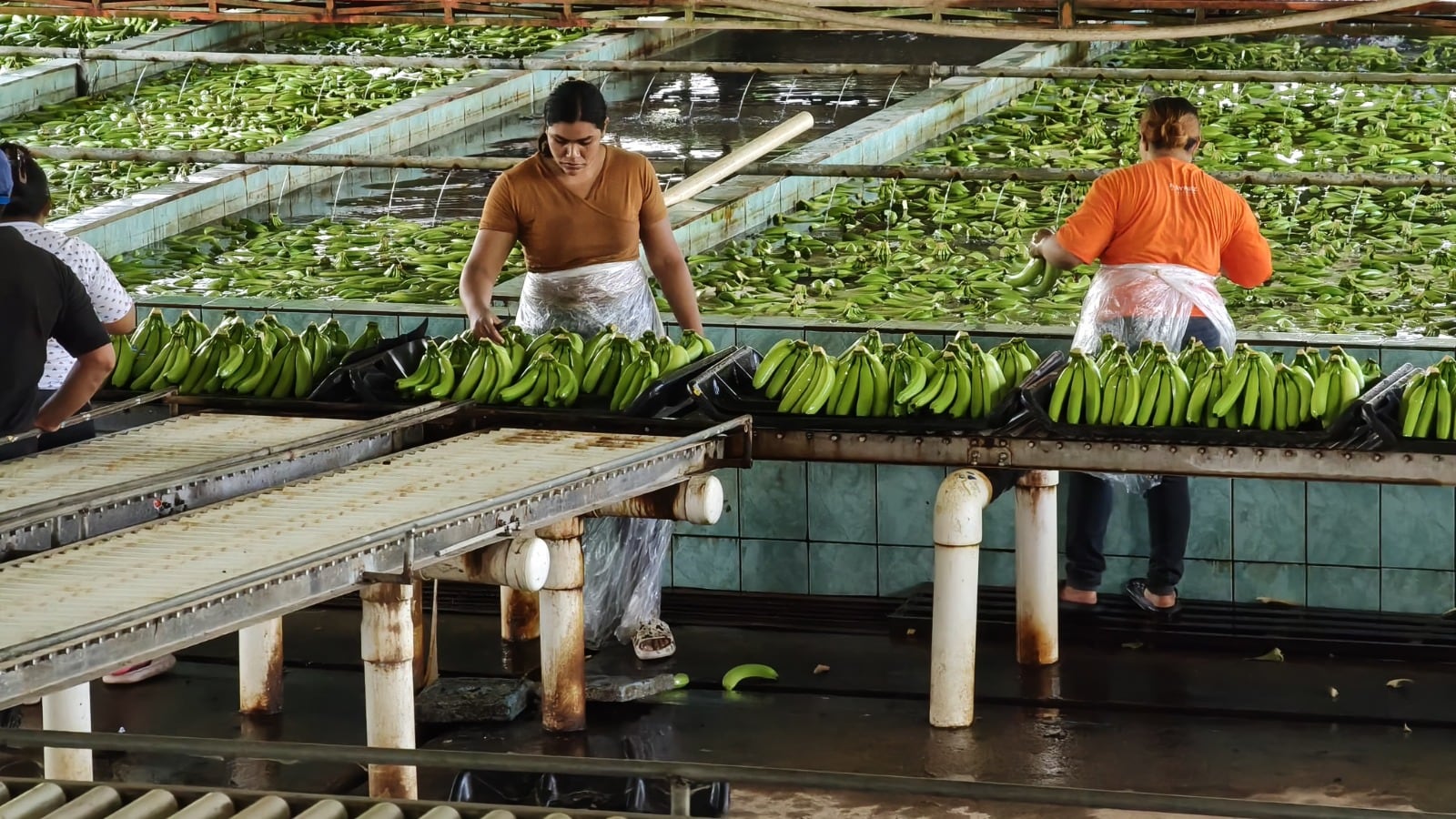Finca “Las Lilias” impulsa producción de banano en Tabasco