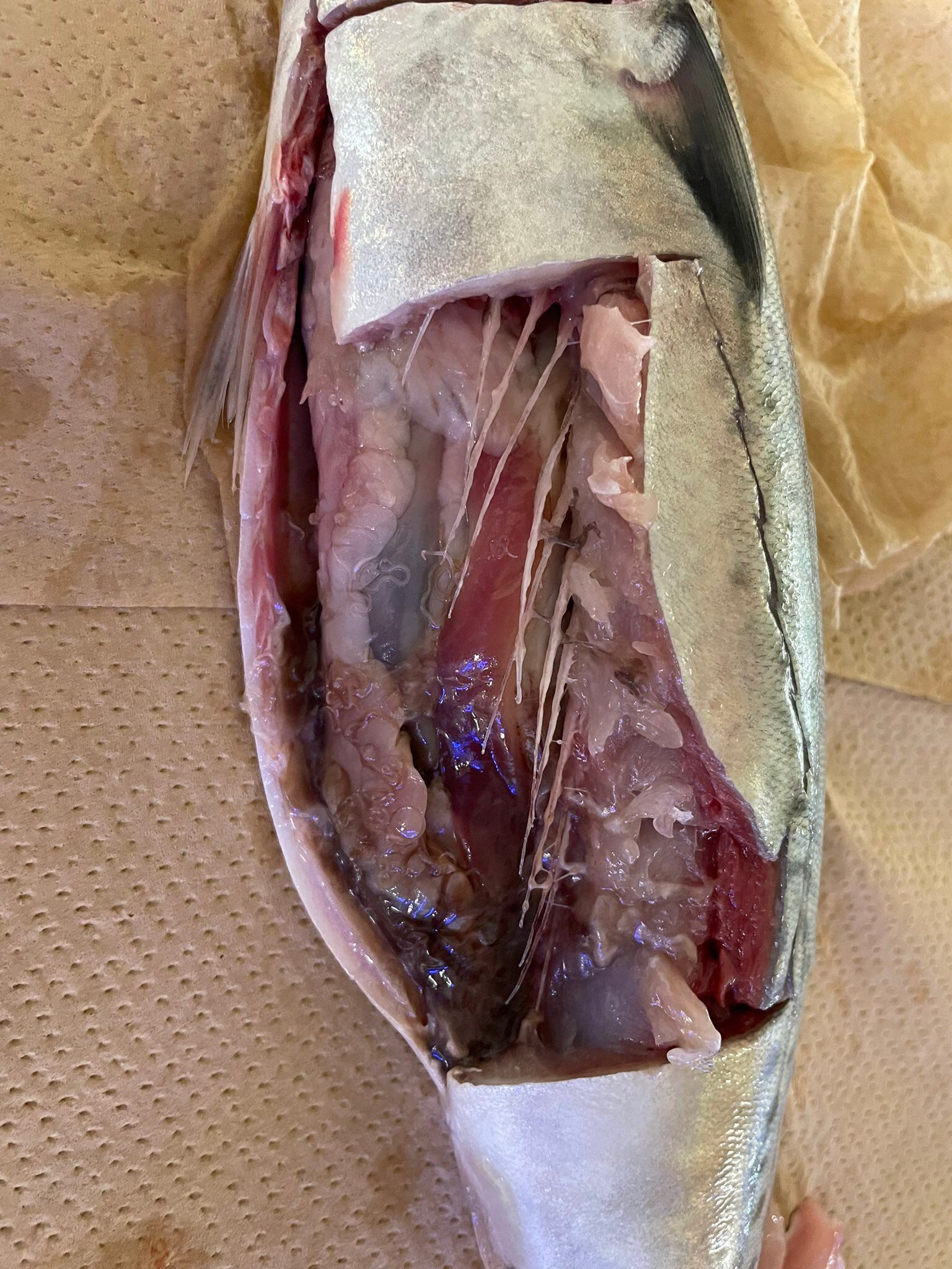 Pescado contaminado con Anisakis provoca alerta sanitaria en la Unión Europea