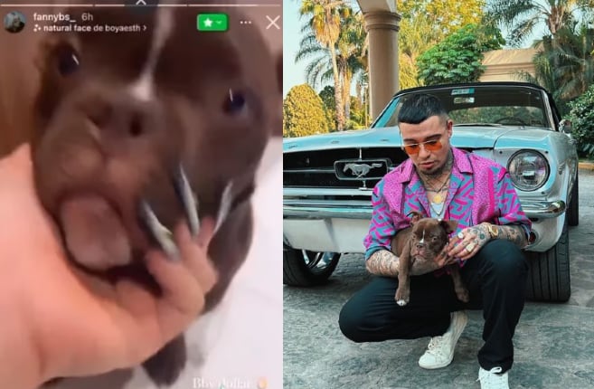 Exnovia de Gera MX comparte historia junto al perro del rapero