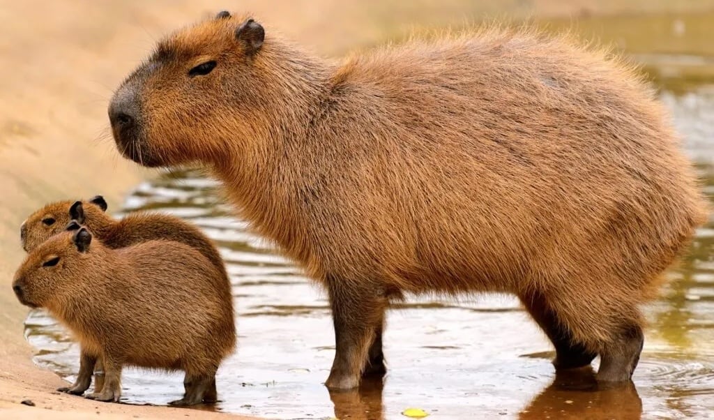 capibaras