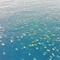 VIDEO: Avistan desde un dron a más de 64 mil tortugas en el mar de Australia
