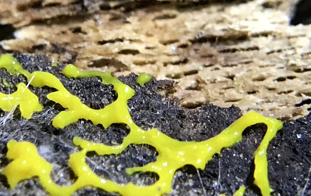 Blob o 'Physarum polycephalum'