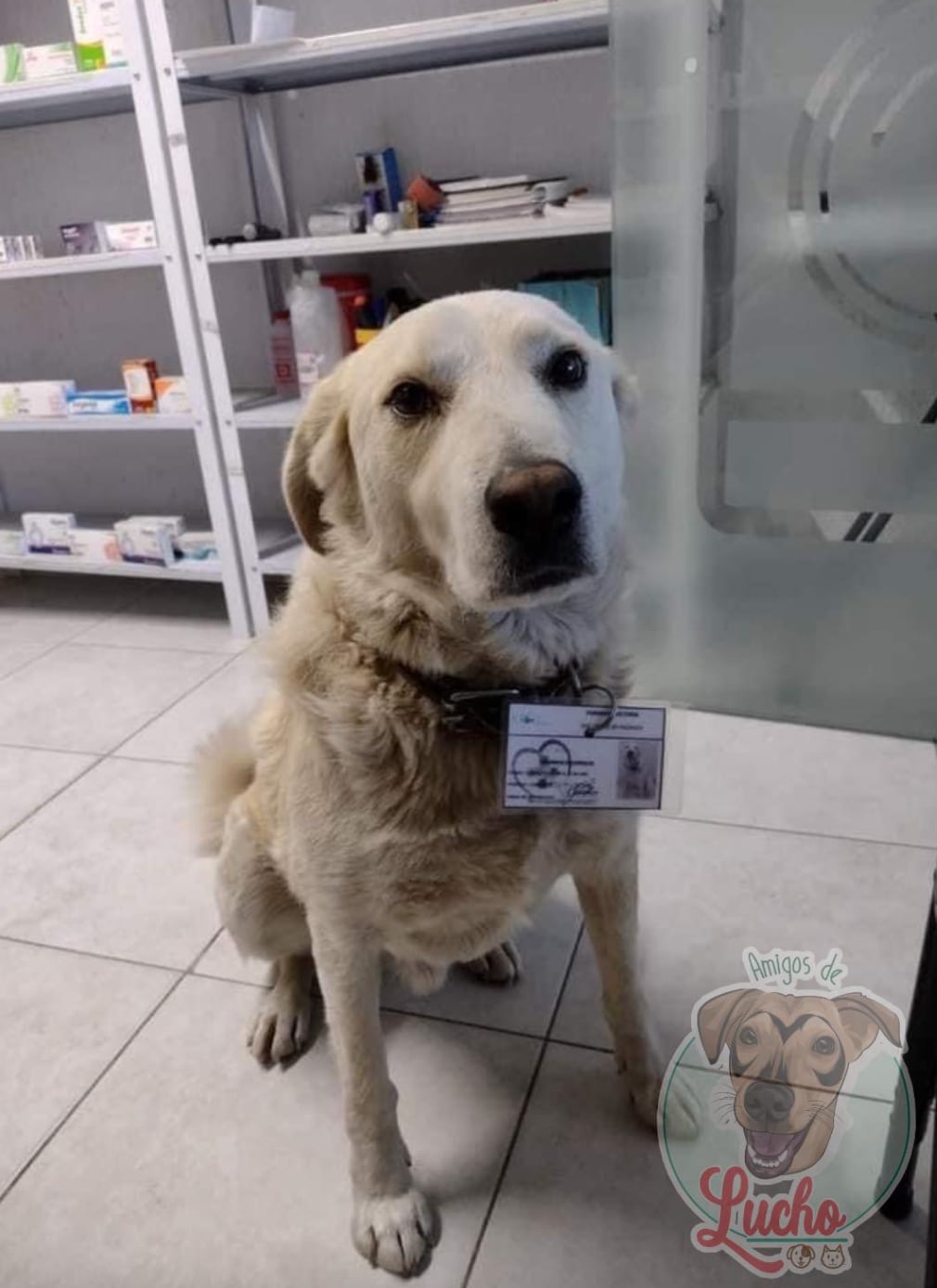 'Matute', perro callejero