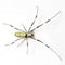 ¿La araña joro es venenosa? ‘Voladora’ y gigante causa terror en este lugar