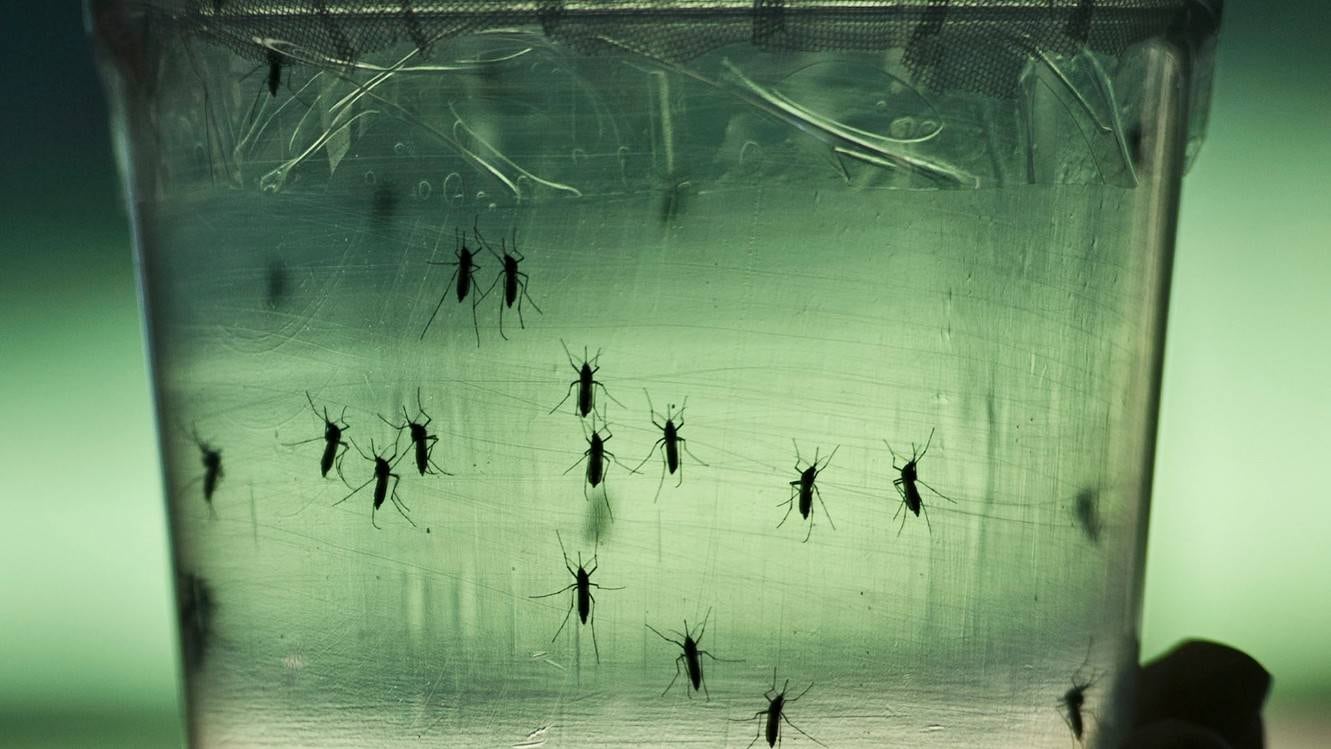 Mosquito transmisor de zika y dengue