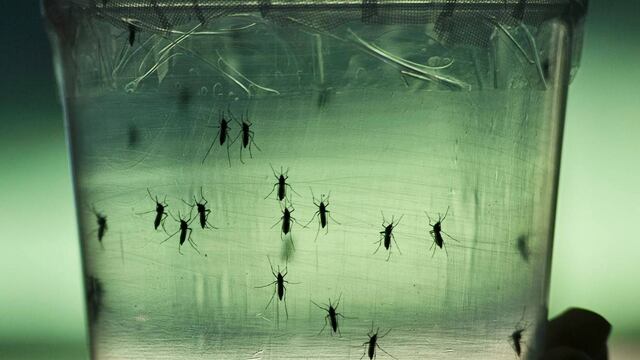 Dengue en México: Estos son los estados donde se han reportado casos en 2023