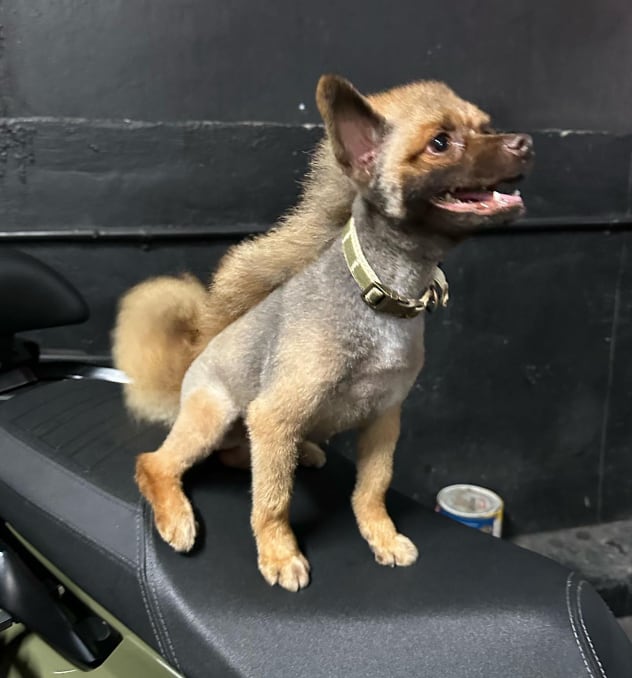 Farruko hace extraño corte de pelo a su perro