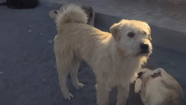 El perro con aura, el rey Charles