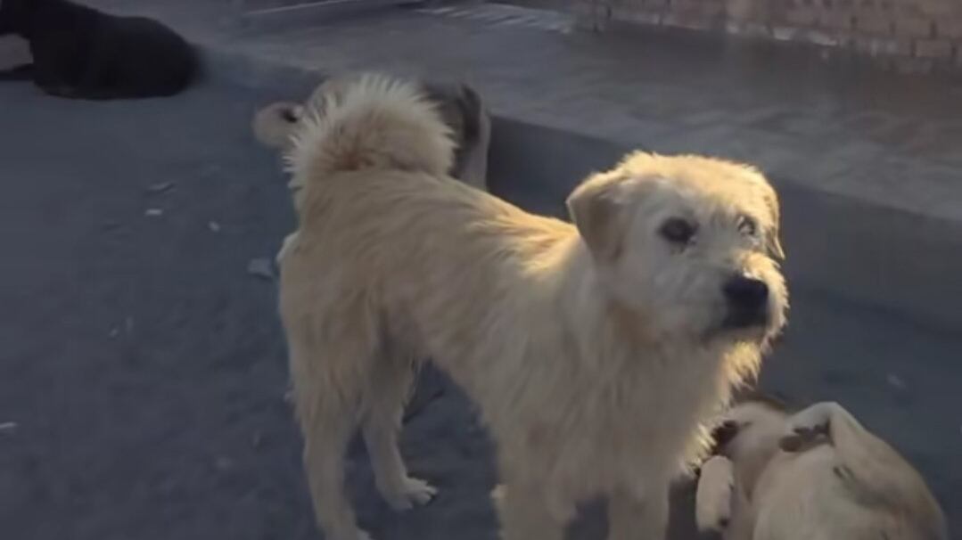El rey Charles, el perro con aura, que se hizo viral en redes sociales por su peculiar manera de domar a su manada