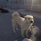 El rey Charles, el perro con aura, que se hizo viral en redes sociales por su peculiar manera de domar a su manada
