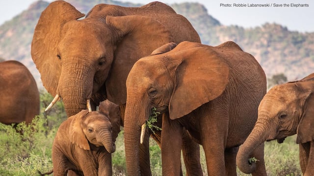 Elefantes de la selva africanos
