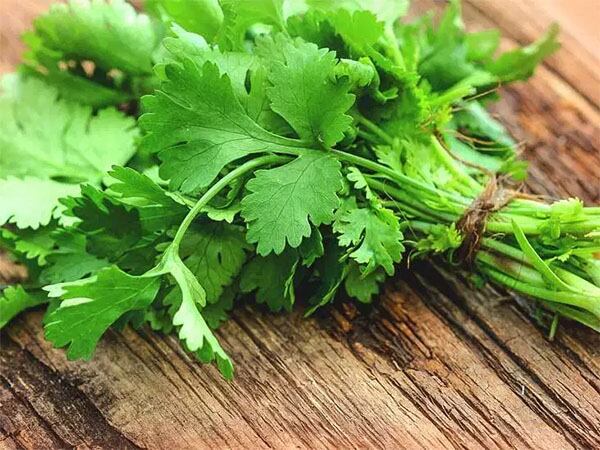 Cilantro