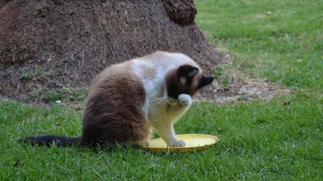 Gato en Palacio Nacional