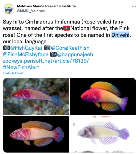 Pez color arcoíris, ‘Cirrhilabrus finifenmaa’