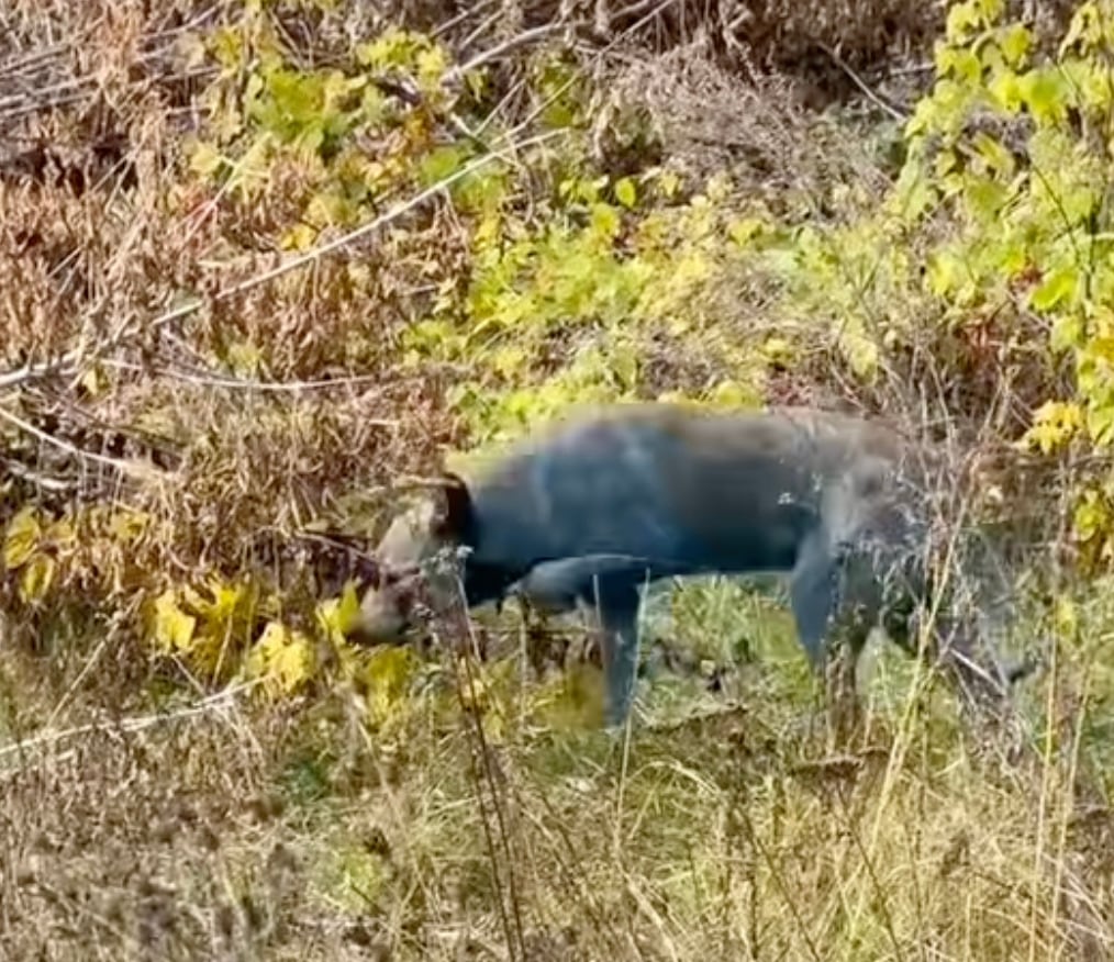 Perros azules de Chernobyl