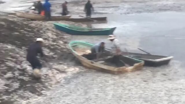 Video: Mueren miles de peces en Hidalgo.