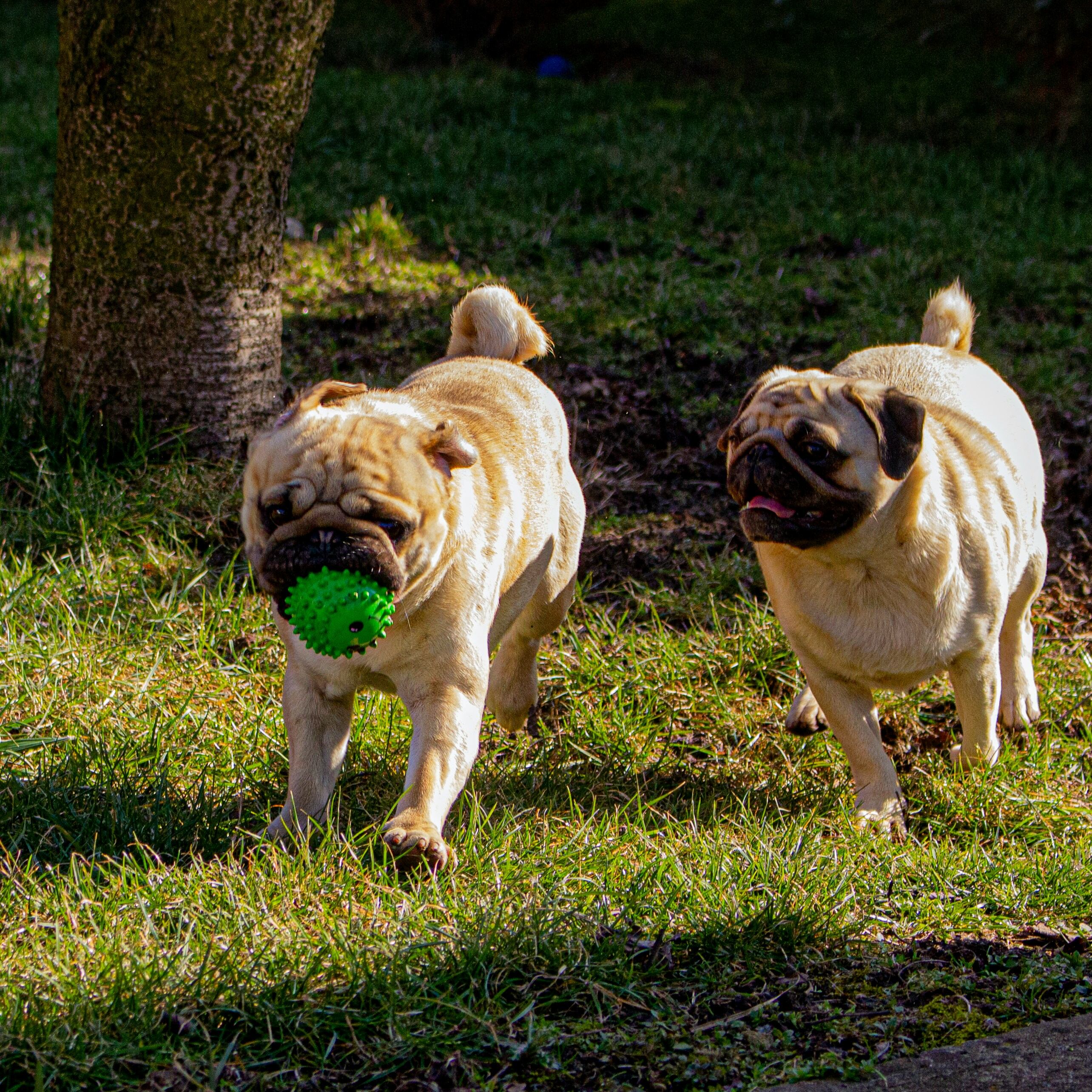 Perros pug
