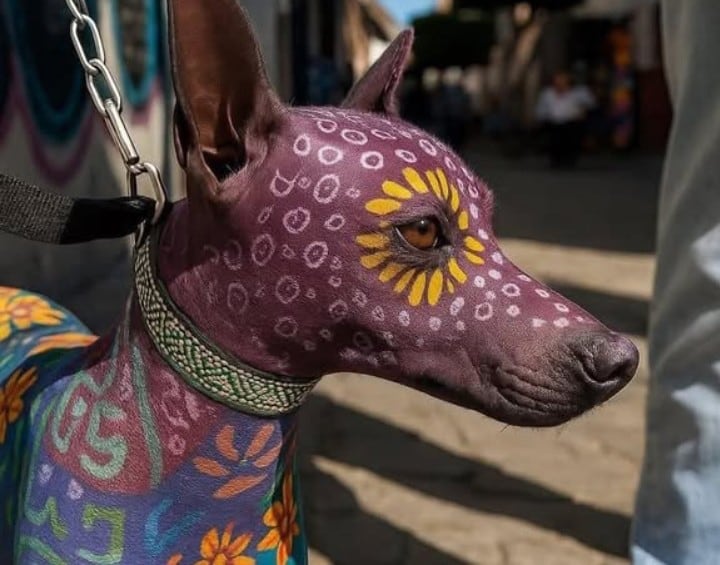Ana Érika Santana González propuso declarar el 27 de octubre como el Día del Xoloitzcuintle
