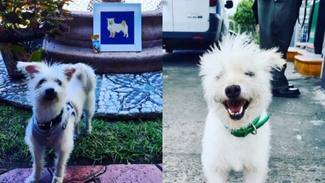 Gasolín, el famoso perrito de una gasolinera en Baja California, fue asesinado