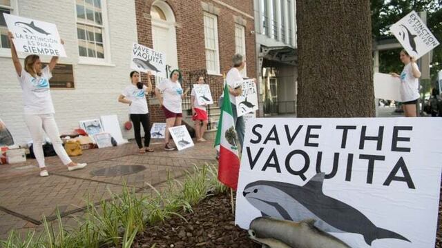 México recibe sanción por fallar en protección de la Vaquita Marina