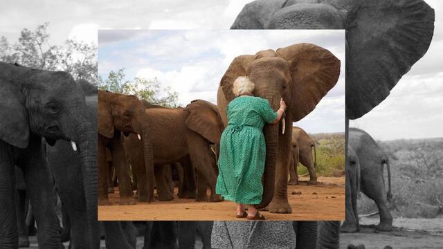 Los elefantes son rescatados a meses de haber nacido y cuando alcanzan su etapa adulta están listos para vivir libremente.