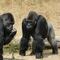 Gorilas en video son captados comiendo, cantando y soltando flatulencias