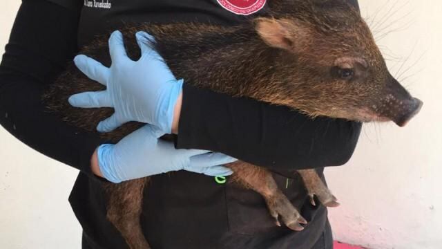 Ejemplar de Pecarí, especie que se puede encontrar en el sreste de México.