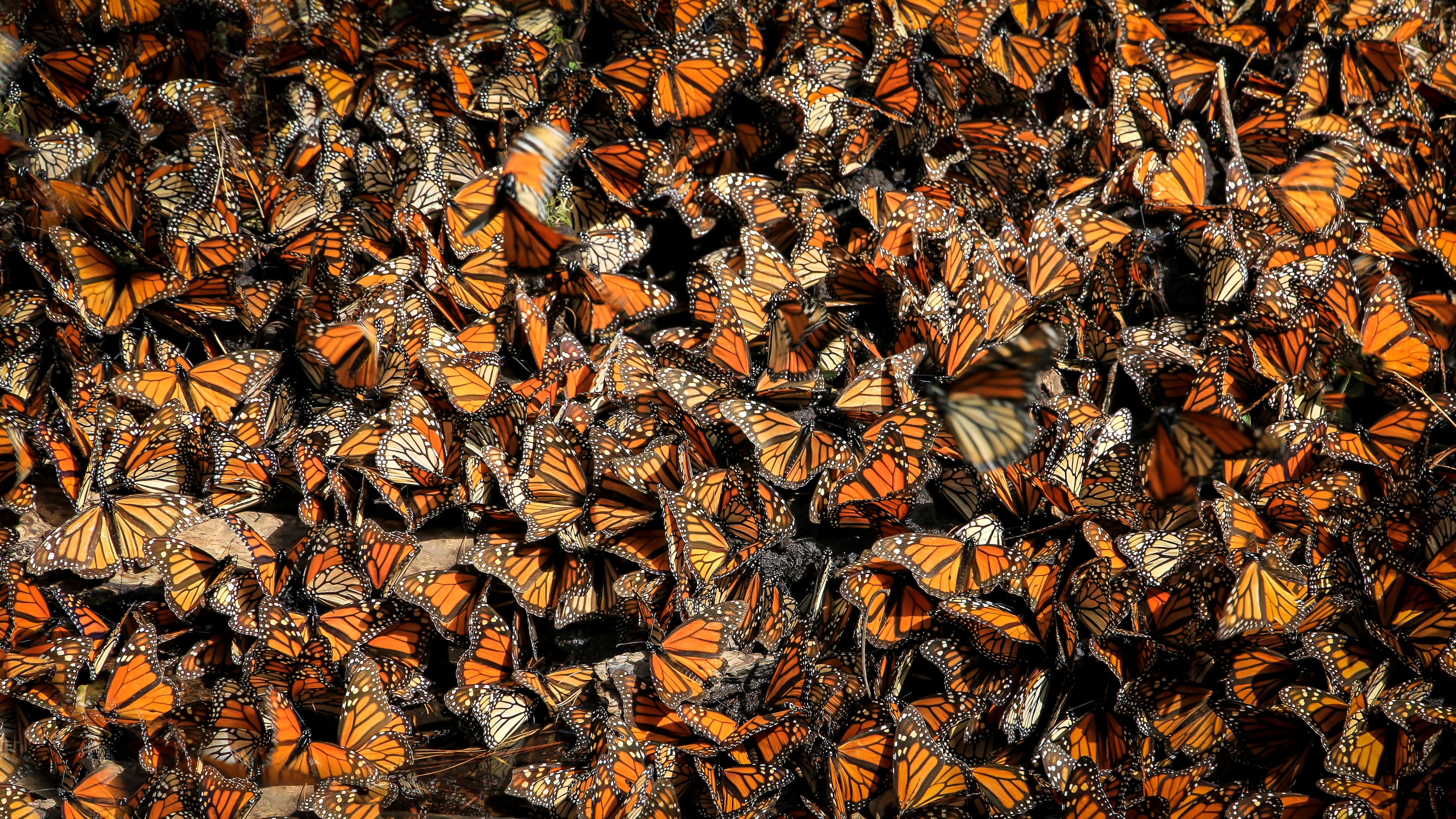 Mariposa monarca