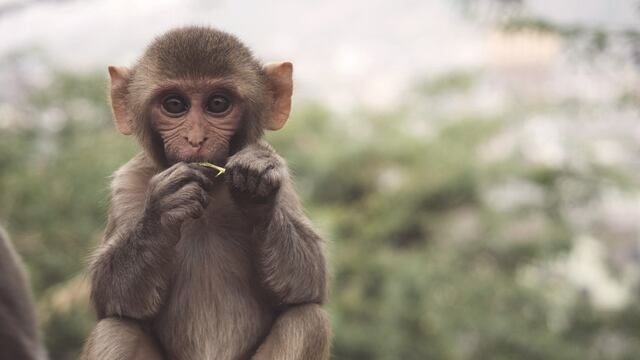 Experimento con embriones híbridos de humano y mono provoca debate sobre la ética